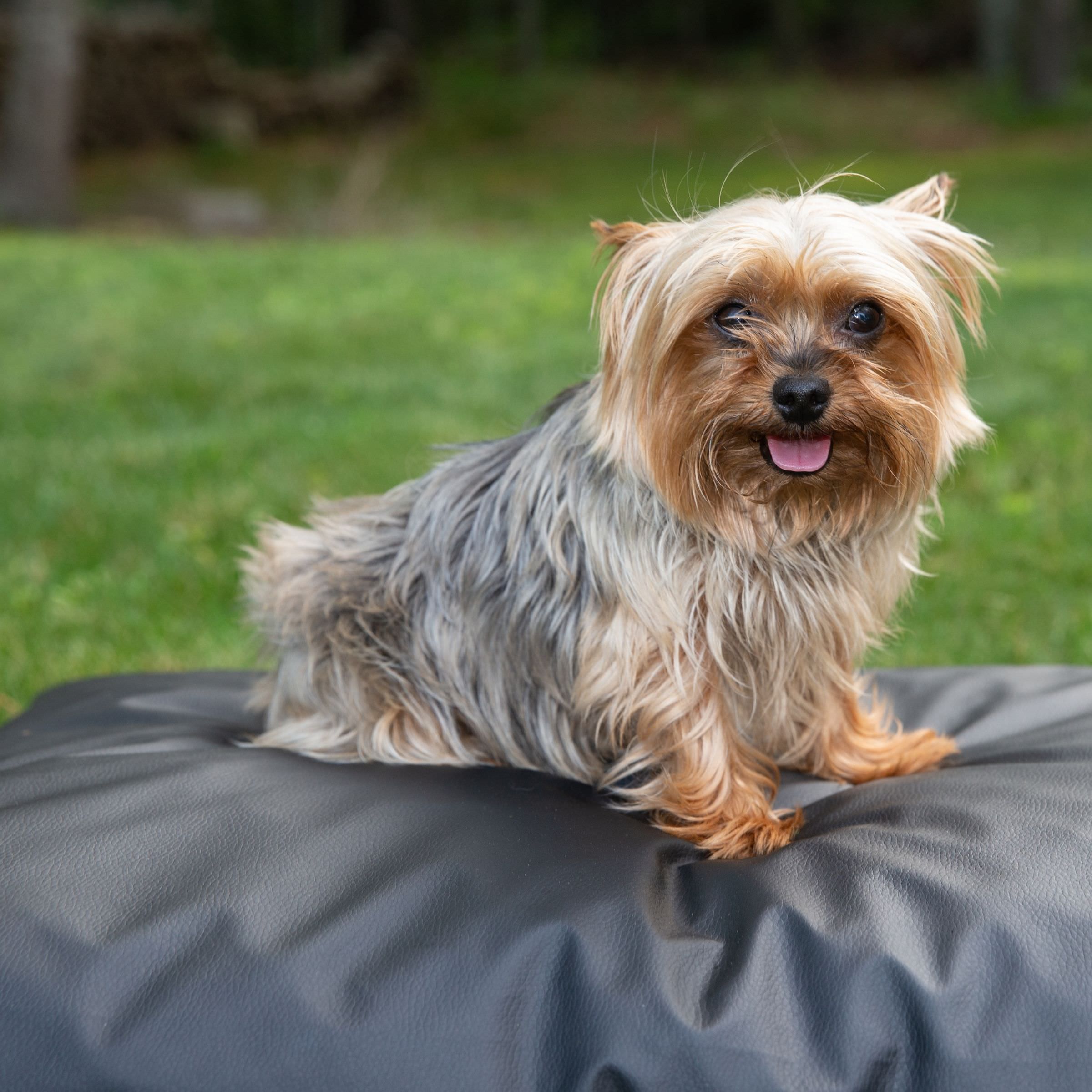 Earthing Pet Bed Cover Kit