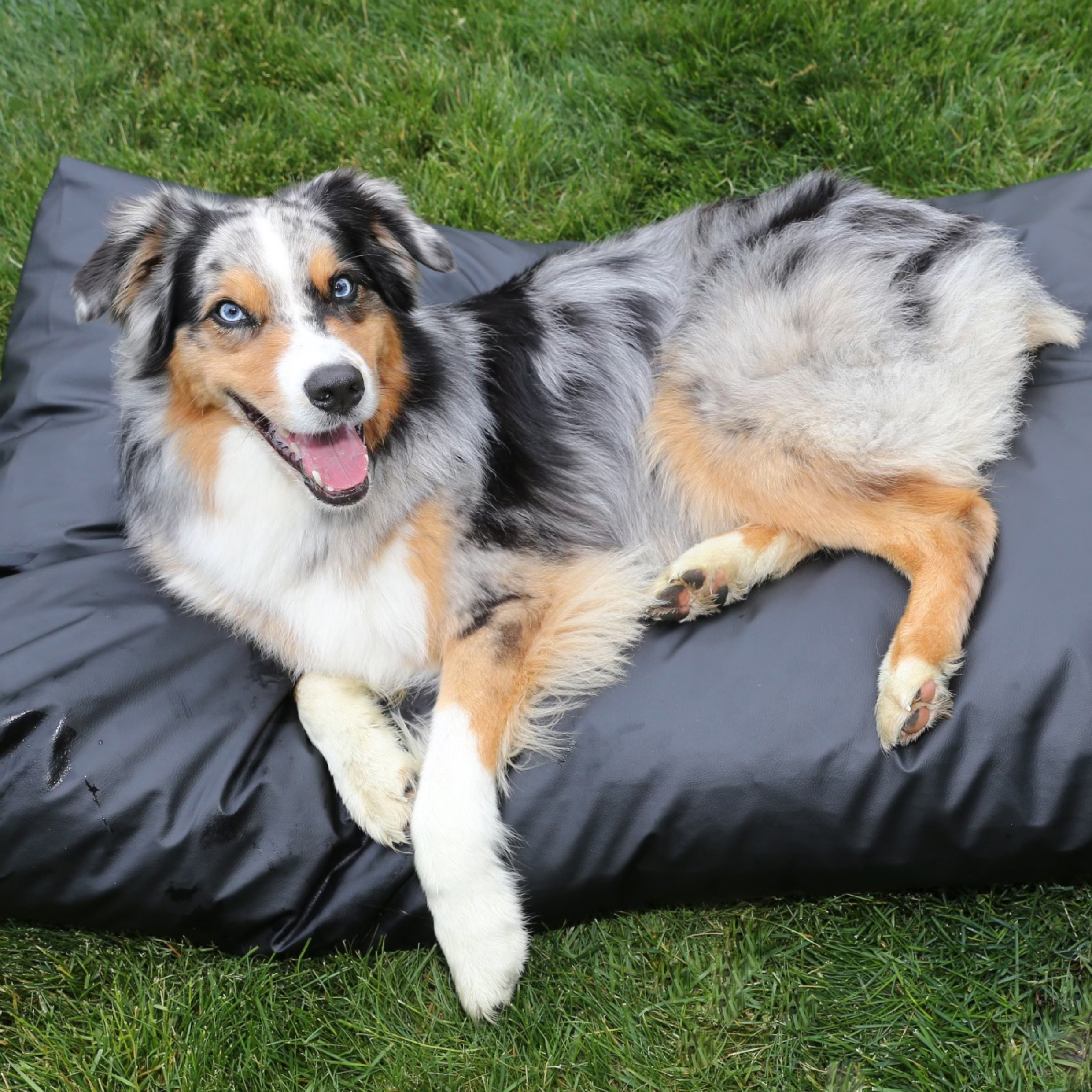 Earthing Pet Bed Cover Kit