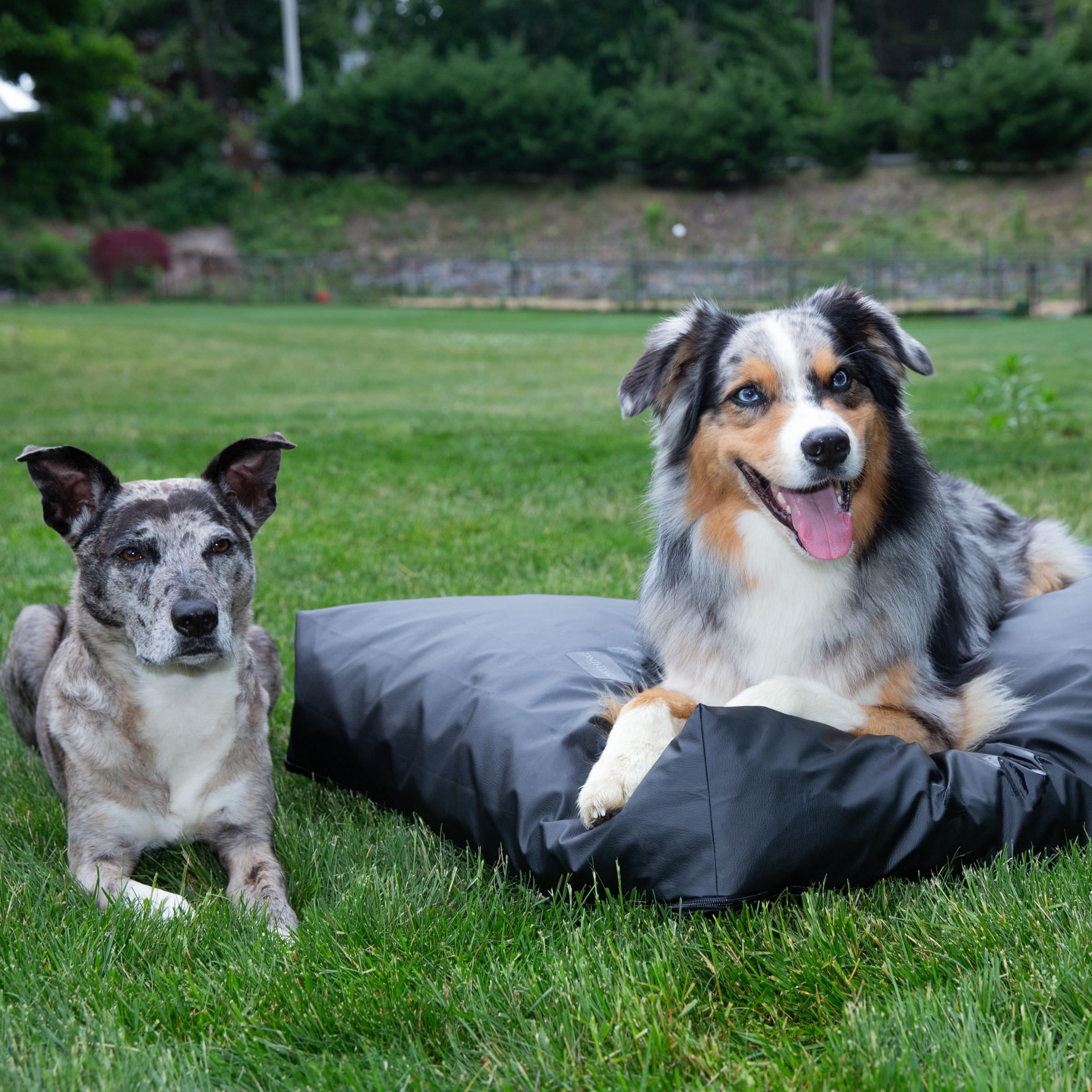 Earthing Elite Pet Bed (4590387331185)